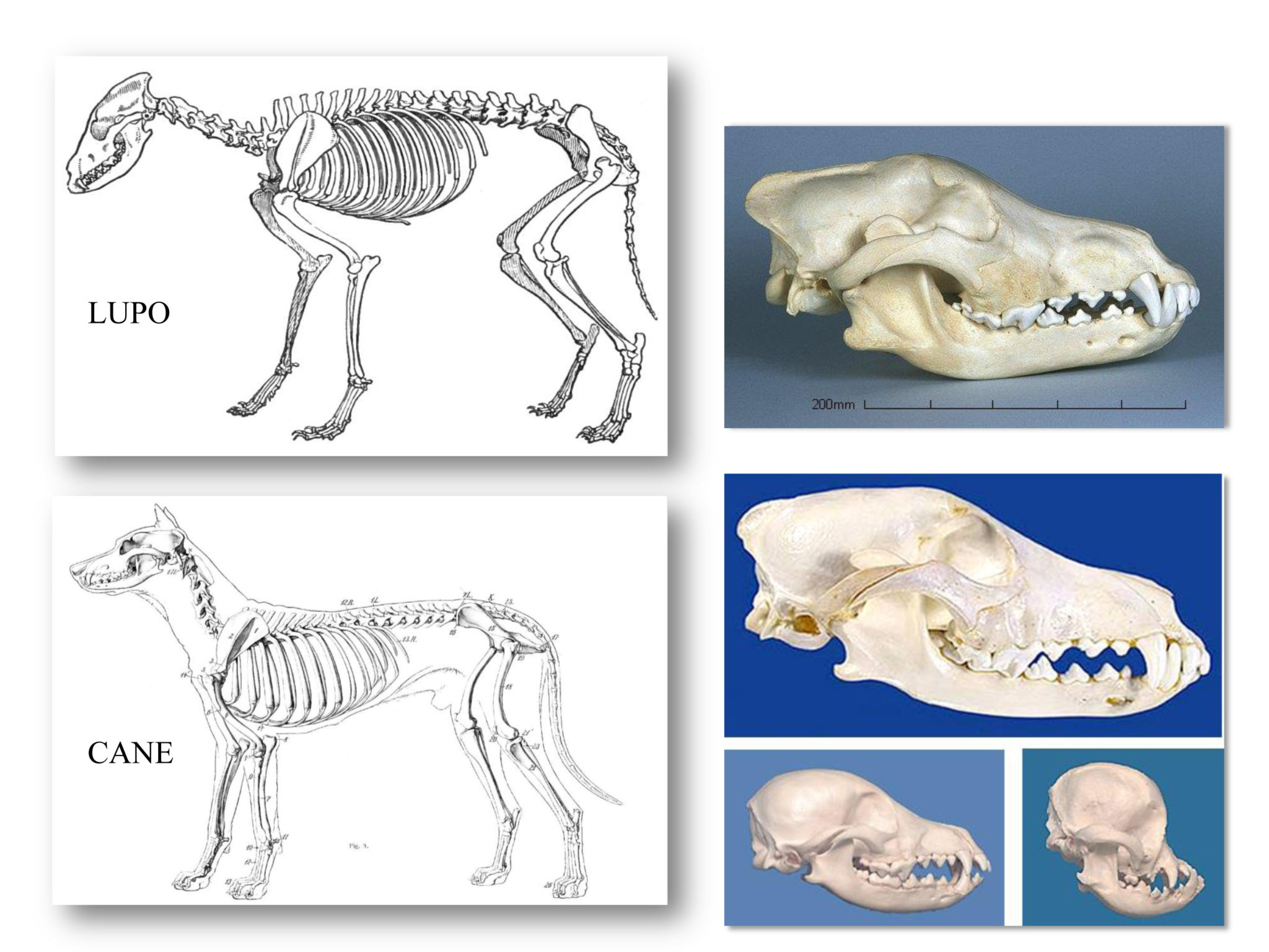 Il Museo in pillole Museo Anatomico Veterinario